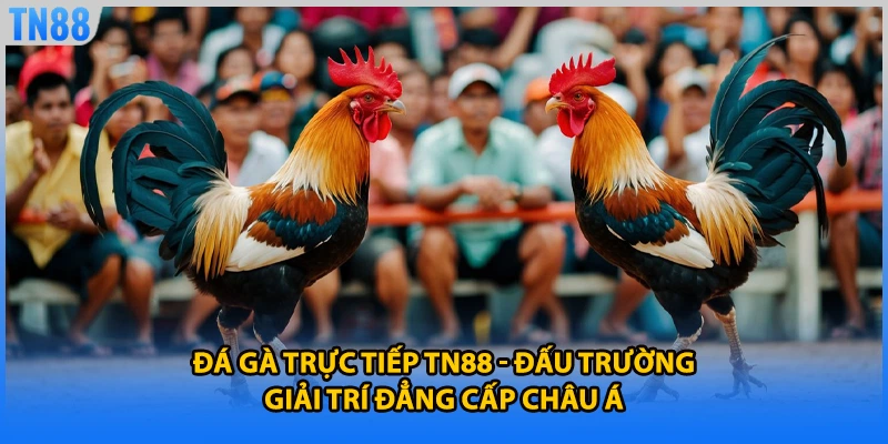 Đá Gà Trực Tiếp TN88 - Đấu Trường Giải Trí Đẳng Cấp Châu Á