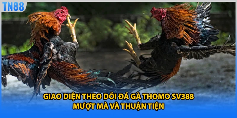 Giao diện theo dõi đá gà thomo SV388 mượt mà và thuận tiện