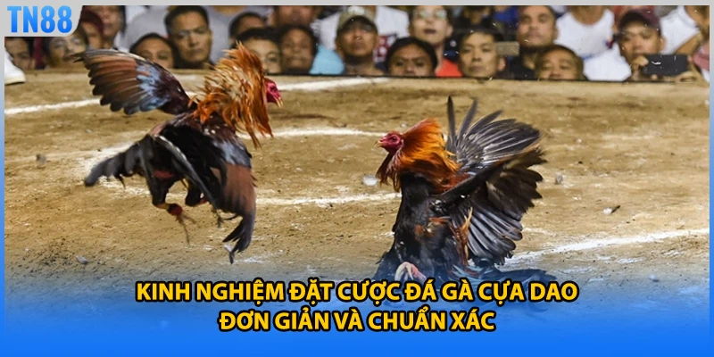 Kinh nghiệm đặt cược đá gà cựa dao đơn giản và chuẩn xác