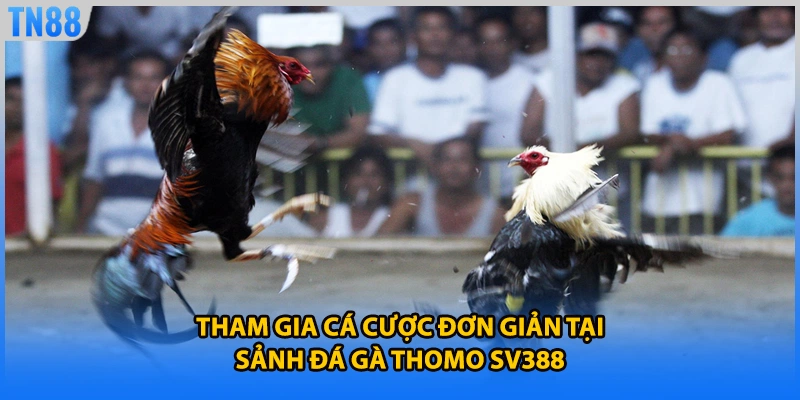 Tham gia cá cược đơn giản tại sảnh đá gà thomo SV388